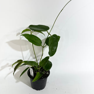 Hoya onychoides
