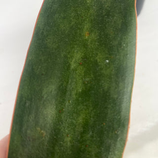Sansevieria subspicata 'Rosea Grandis' - 5.5" Pot