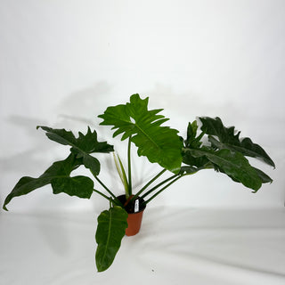 Z-4622 - Philodendron 'Mottled Dragon' (Non-TC)