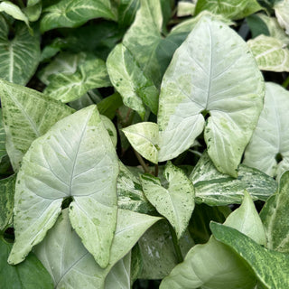 Syngonium podophyllum 'Oregano'