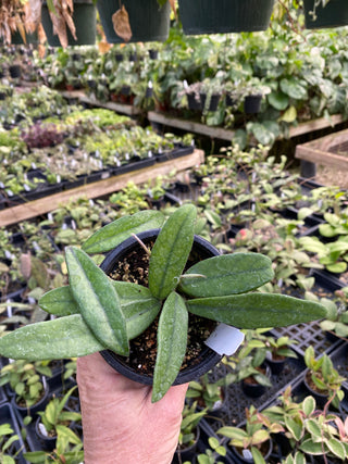 Hoya sichuanensis