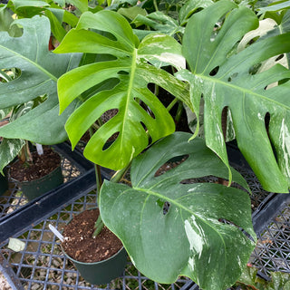 Monstera deliciosa var. borsigiana albo-variegata (low-color)