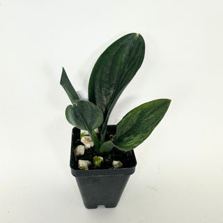 Z-5181 - Scindapsus treubii (Dark Form) variegata