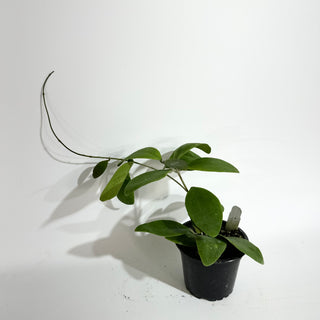 Hoya rintzii (Borneo)