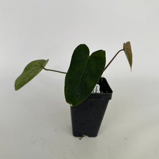 Anthurium 'Zara' x nigrolaminum 'Gigi'