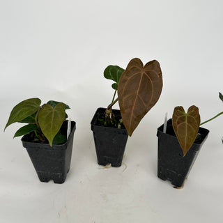Anthurium 'Not The Mama' x 'Ace of Spades'