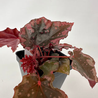 Begonia amphioxus x ignita