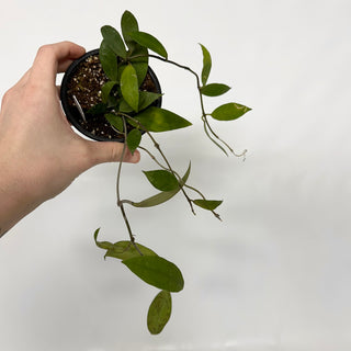 Hoya pandangensis