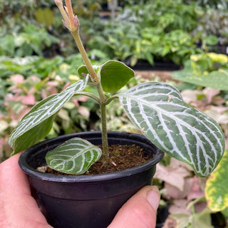 Chamaeranthemum venosum