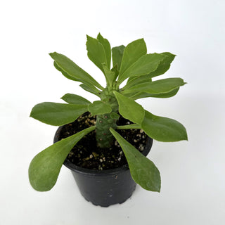 Euphorbia ritchiei