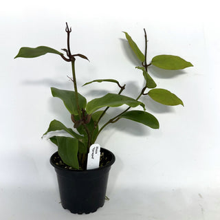 Hoya 'Vorapol'