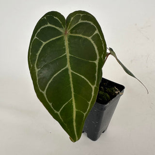 Anthurium 'Ace of Spades' x 'Zara'