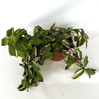 Callisia congesta 'Variegata' - 6" Hanging Basket