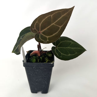 Anthurium 'Not The Mama'/forgetii x 'Zara/'Michelle'