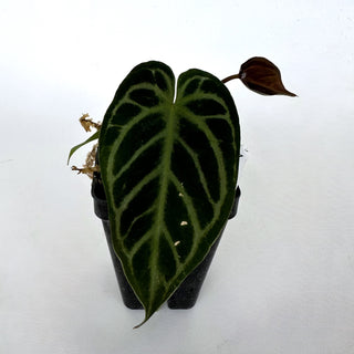 Anthurium magnificum/forgetii x papillilaminum (Ree Garden)