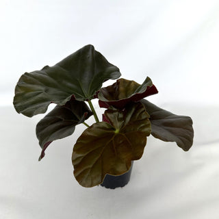 Begonia 'Alice Faye'