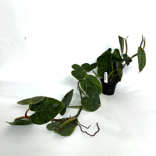 Z-3214 - Philodendron aff. brandtianum (Shingling Form)