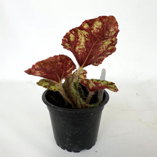 Begonia 'Cowardly Lion'