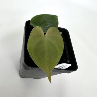 Anthurium magnificum/'Silver Blush' x nigrolaminum 'Gigi'