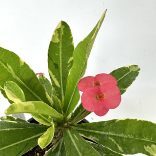 Euphorbia milii “Variegated Pink”