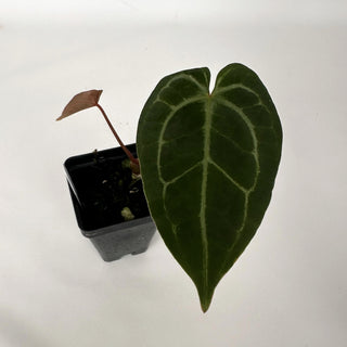 Anthurium 'Not The Mama'/forgetii x 'Blue Velvet'