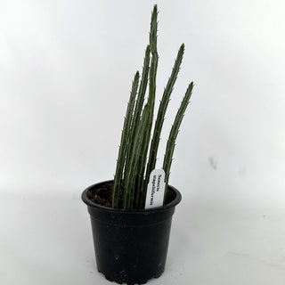 Senecio stapeliiformis