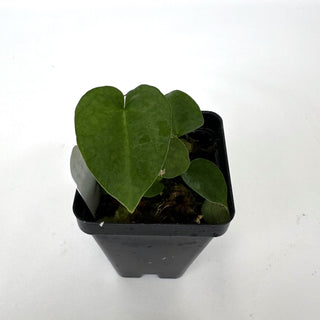 Anthurium 'Doc Block F2' x 'Prince of Darkness'