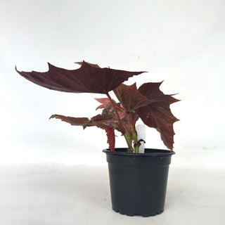 Begonia 'Bat Wings'