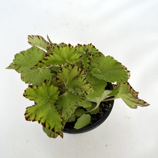 Begonia 'Golden Swallowtail'