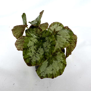 Begonia 'Elephant Ear'