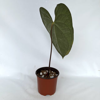 Anthurium 'Jungle Giant' x luxurians - 5.5" Pot