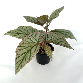 Begonia 'Don Miller'