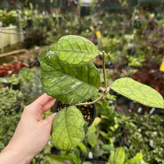 Hoya 'Svetlana'