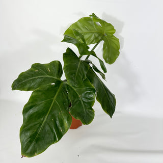 Z-4580 - Philodendron barrosoanum (Non-TC)