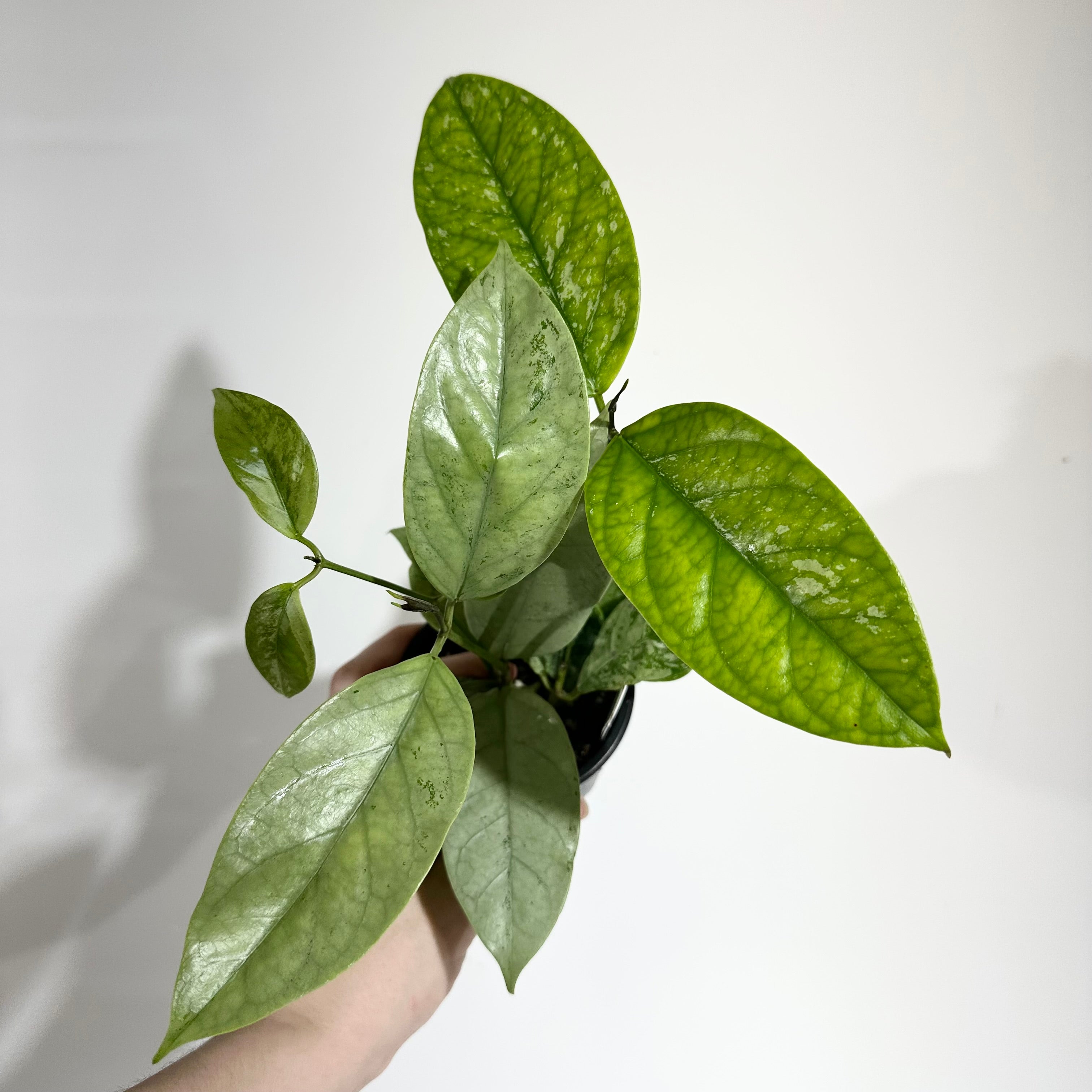 55ADF93A-6F51-4D33-968A-