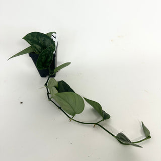 Z-5180 - Scindapsus pictus 'Black Mamba'