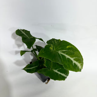 Z-5055 - Syngonium wendlandii ‘Scrambled Eggs’