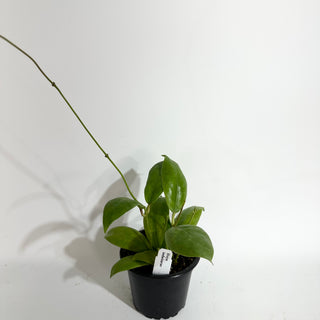 Hoya indaisarae