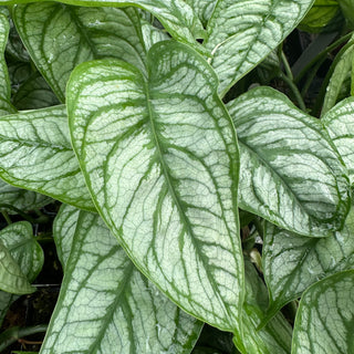 Monstera siltepecana 'El Salvador'