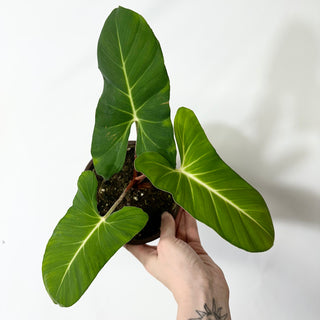 Adelonema crinipes - 5.5" Pot