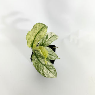 Z-4510 - Rhaphidophora puberula variegata