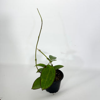 Hoya cv. MB-1414 ('Christine' x aldrichii)