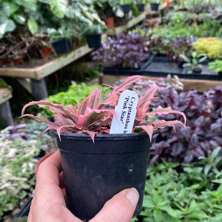 Cryptanthus bivittatus ‘Pink Star’