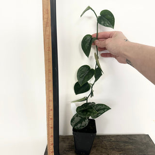 Z-5180 - Scindapsus pictus 'Black Mamba'