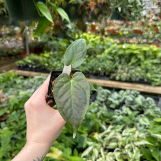 Anthurium magnificum verde x Fairchild crystallinum/Red crystallinum