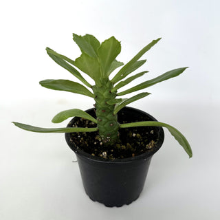 Euphorbia ritchiei
