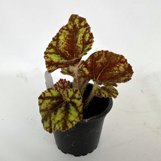 Begonia 'Cowardly Lion'