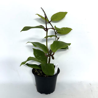 Hoya 'Vorapol'