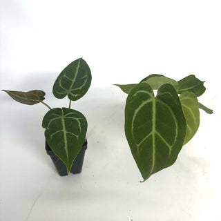 Anthurium 'Blue Velvet' x magnificum