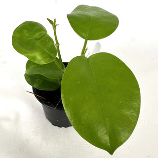 Hoya australis ‘Kapoho’